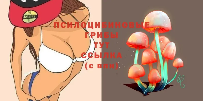 Псилоцибиновые грибы Psilocybe  где купить наркотик  Апшеронск 